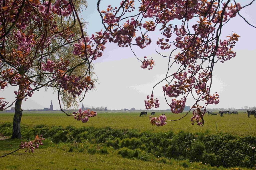Hotelhuisjes Medemblik Вирингерверф Экстерьер фото